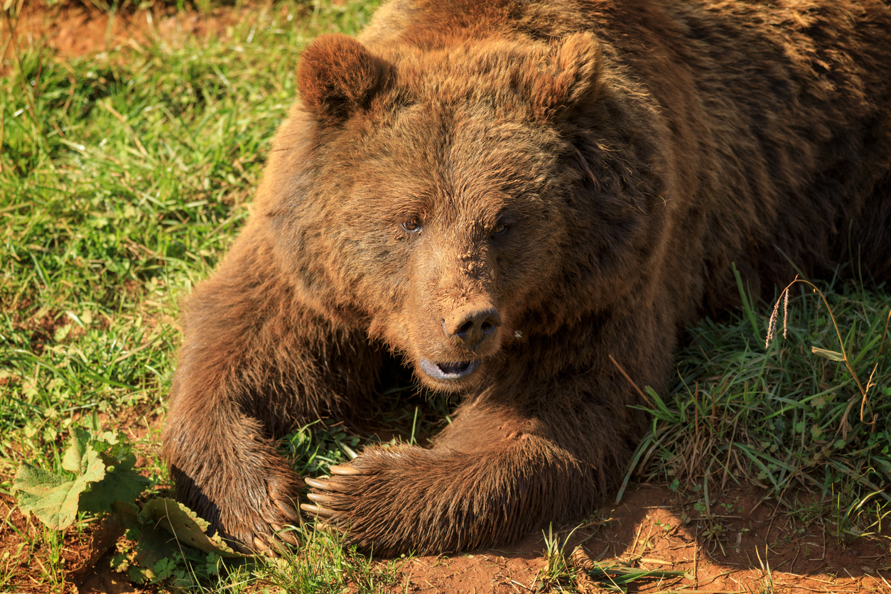 cantabrian-brown-bear-actualizado-2024