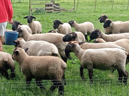 venta-de-ovejas-suffolk-en-cantabria